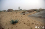 Sahel