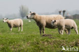 Schaap (Ovis spec.)