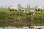 Schaap (Ovis spec.)