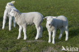 Schaap (Ovis domesticus)