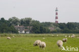 Schaap (Ovis spec.)