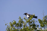 Schildkraai (Corvus albus)