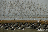 Oystercatcher (Haematopus ostralegus)