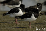 Oystercatcher (Haematopus ostralegus)