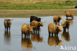 Highland Cow (Bos domesticus)