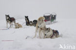 Siberische husky