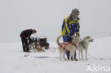 Siberische husky