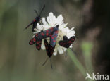 Six-spot Burnet (Zygaena filipendulae)