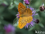 Duke of Burgundy Fritillary (Hamearis lucina)