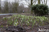 Sneeuwklokje (Galanthus spec.)