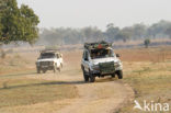 South Luangwa National Park