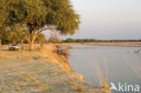 South Luangwa National Park