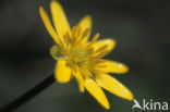 Speenkruid (Ranunculus ficaria)