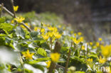 Speenkruid (Ranunculus ficaria)