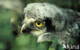 Northern Hawk Owl (Surnia ulula)
