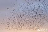 European Starling (Sturnus vulgaris)