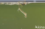 northern house mosquito (Culex pipiens)