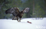 Steenarend (Aquila chrysaetos)