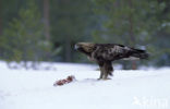 Steenarend (Aquila chrysaetos)