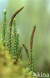 Interrupted Clubmoss (Lycopodium annotinum)