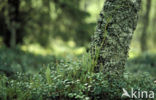 Stekende wolfsklauw (Lycopodium annotinum) 
