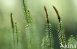 Stekende wolfsklauw (Lycopodium annotinum) 