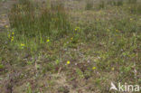 Stijve moerasweegbree (Echinodorus ranunculoides) 
