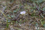 Stijve moerasweegbree (Echinodorus ranunculoides) 