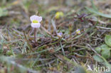 Lesser Waterplantain (Echinodorus ranunculoides)