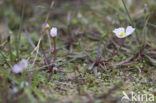 Lesser Waterplantain (Echinodorus ranunculoides)