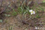 Lesser Waterplantain (Echinodorus ranunculoides)