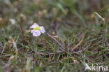 Stijve moerasweegbree (Echinodorus ranunculoides) 