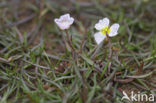 Lesser Waterplantain (Echinodorus ranunculoides)