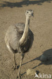 ostrich (Struthio spp)