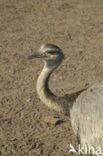 Struisvogel (Struthio spp)
