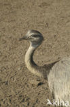 ostrich (Struthio spp)