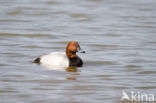 Pochard (Aythya ferina)