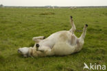 Texelaar schaap (Ovis domesticus)