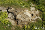 Texelaar schaap (Ovis domesticus)