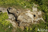 sheep (Ovis domesticus)