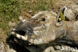 Texelaar schaap (Ovis domesticus)