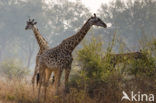 Thornicroft’s giraffe (Giraffa camelopardalis thornicrofti)