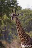 Thornicroft’s giraffe (Giraffa camelopardalis thornicrofti)