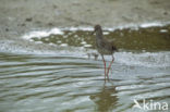 Common Redshank (Tringa totanus)