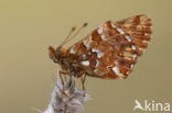 Veenbesparelmoervlinder (Boloria aquilonaris) 