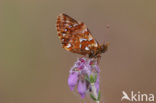 Veenbesparelmoervlinder (Boloria aquilonaris) 