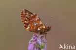 Veenbesparelmoervlinder (Boloria aquilonaris) 