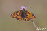 Veenbesparelmoervlinder (Boloria aquilonaris) 