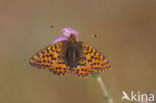 Cranberry Fritillary (Boloria aquilonaris)