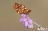 Veenbesparelmoervlinder (Boloria aquilonaris) 